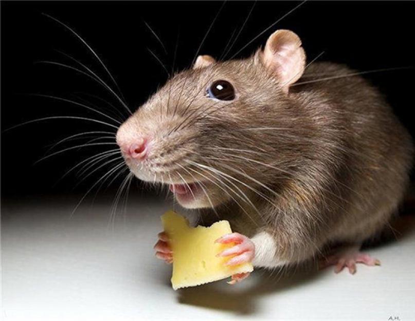 Как избавиться от мышей в доме народными средствами. Как навсегда избавиться от мышей в квартире — советы и рекомендации