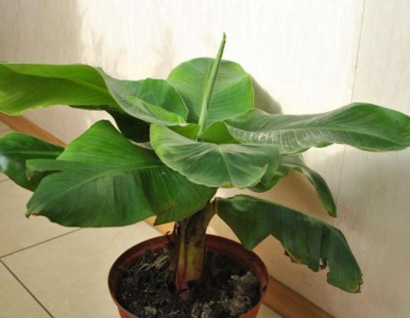 Как размножается банан в домашних условиях. Приятное знакомство с растением из тропиков