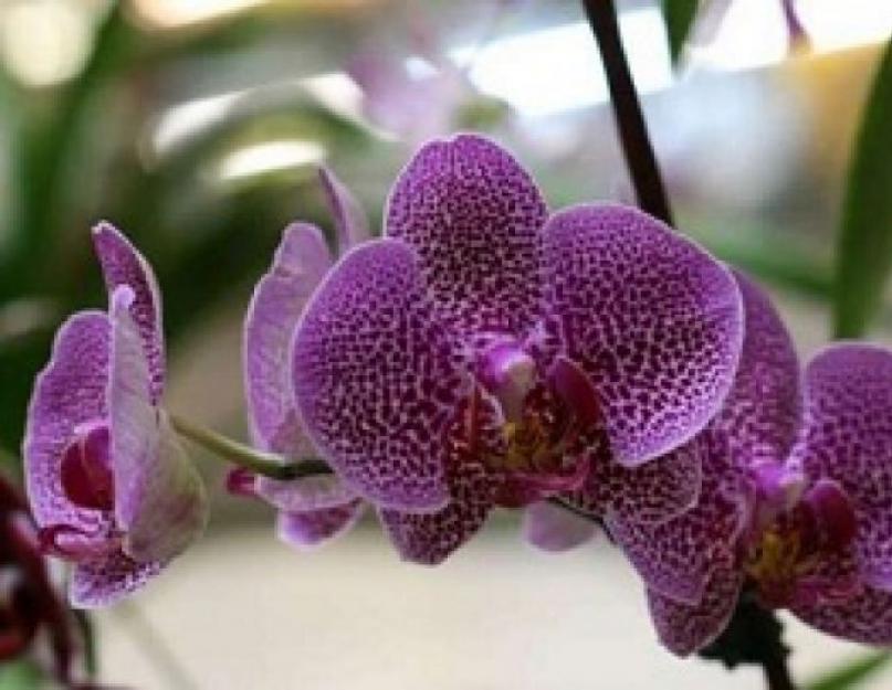 Мучнистая роса на орхидеях. Орхидея фаленопсис болезни и лечение