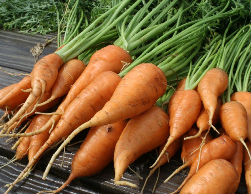 Что любит морковь при выращивании. Технология выращивания моркови в открытом грунте