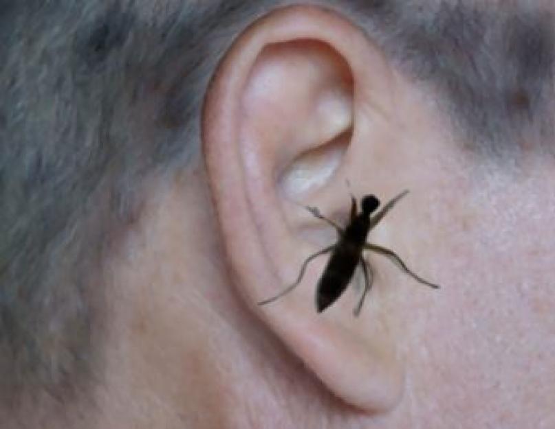 Могут ли тараканы ночью залезть в ухо. Где тараканы обычно прячутся в квартире и могут ли они ползти из канализации? Что делать, если в ухо залез таракан