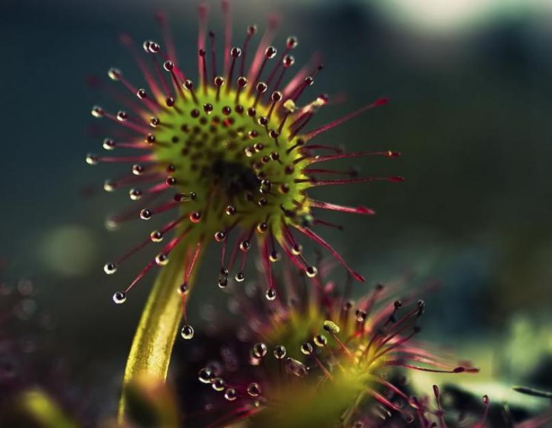 Как называется хищный цветок. Необычные представители флоры нашей планеты - хищные растения: фото, виды и описание