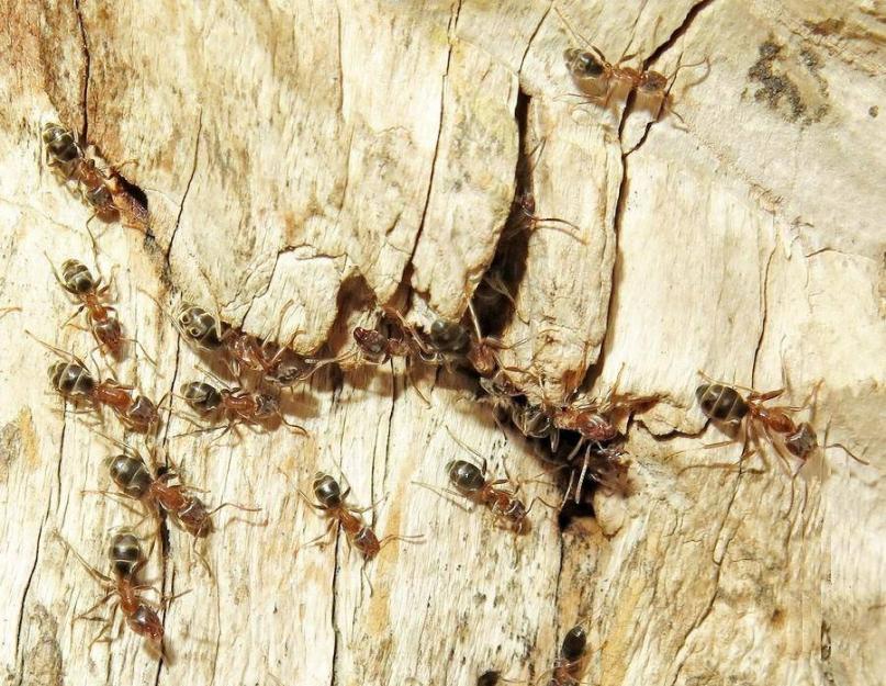 Интересные факты из жизни муравьев. Муравьи умеют заниматься сельским хозяйством