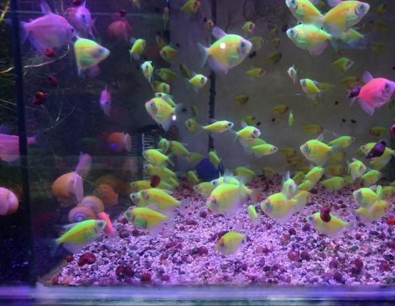 Как определить на сколько литров аквариум. Как рассчитать объем литража в аквариуме