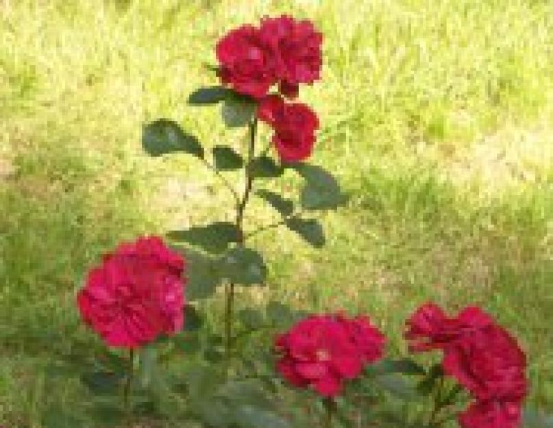 Как часто поливать вновь посаженные розы. Как правильно поливать розы в жаркую погоду? Полив во время подкормки