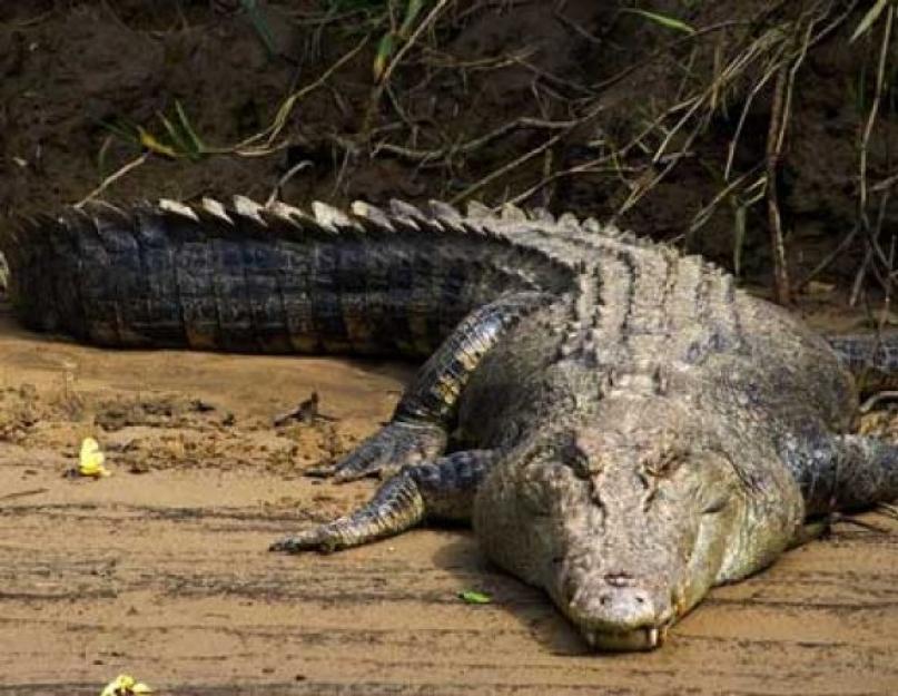 Видеть во сне крокодила в воде. Крокодил в воде по соннику