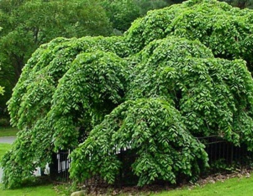 Где растет вяз. Дерево вяз (карагач): виды, свойства древесины и разведение на участке