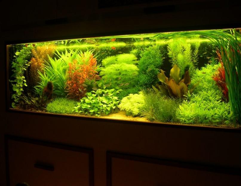 Как красиво оформить аквариум на 100 литров. Как создать оригинальный дизайн аквариума? Морской аквариум в квартире