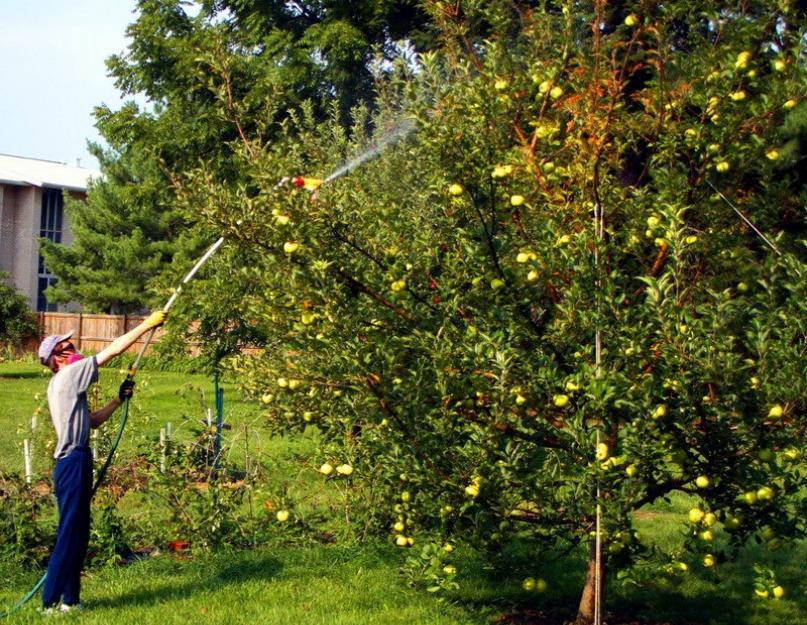 Нужно ли обрабатывать садовые деревья осенью. Когда и чем опрыскивать плодовые деревья осенью перед зимовкой