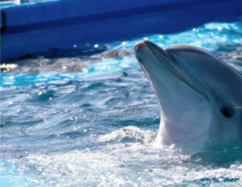 К чему снятся дельфины в воде. К чему снится дельфин? Сонник: толкование