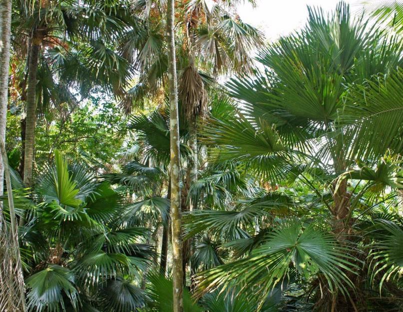 Ливистона: правила выращивания пальмы в домашних условиях. Домашняя пальма ливистона — южное растение для северных городов
