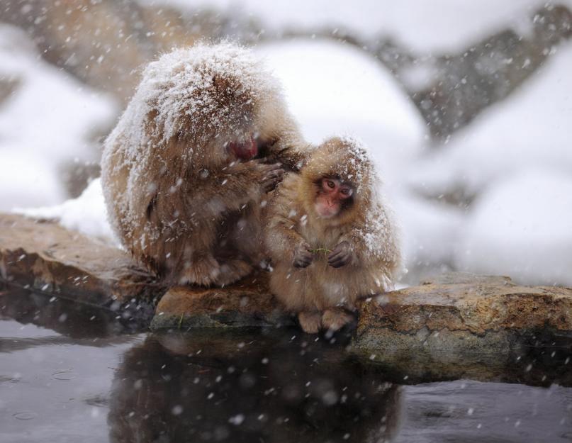 Обезьяна из снега своими руками. Снежные обезьяны, обезьяны из снега