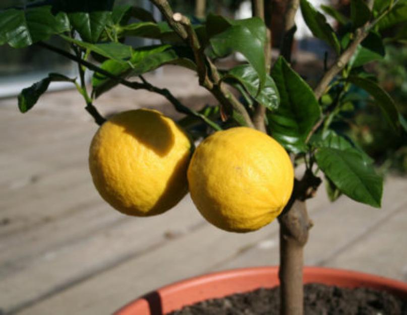 Комнатный лимон: уход в домашних условиях, выращивание, фото, болезни, цветение, размножение. Домашний лимон: уход за цитрусом и сроки получения урожая