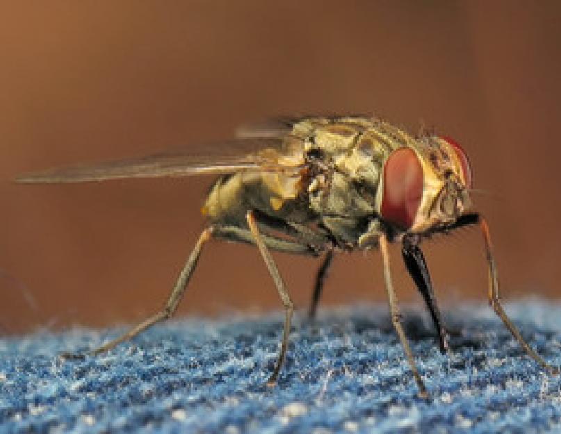 Каких людей обычно кусают мухи. Почему муха в августе особенно злая и больно кусается? Когда мухи роятся