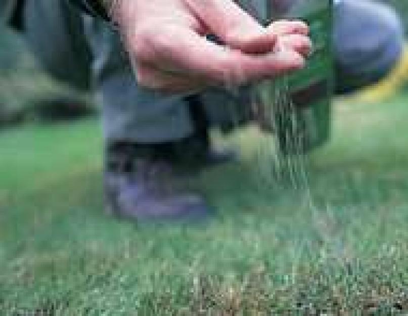 Вырастить семена газонной травы. Выравнивание поверхности участка