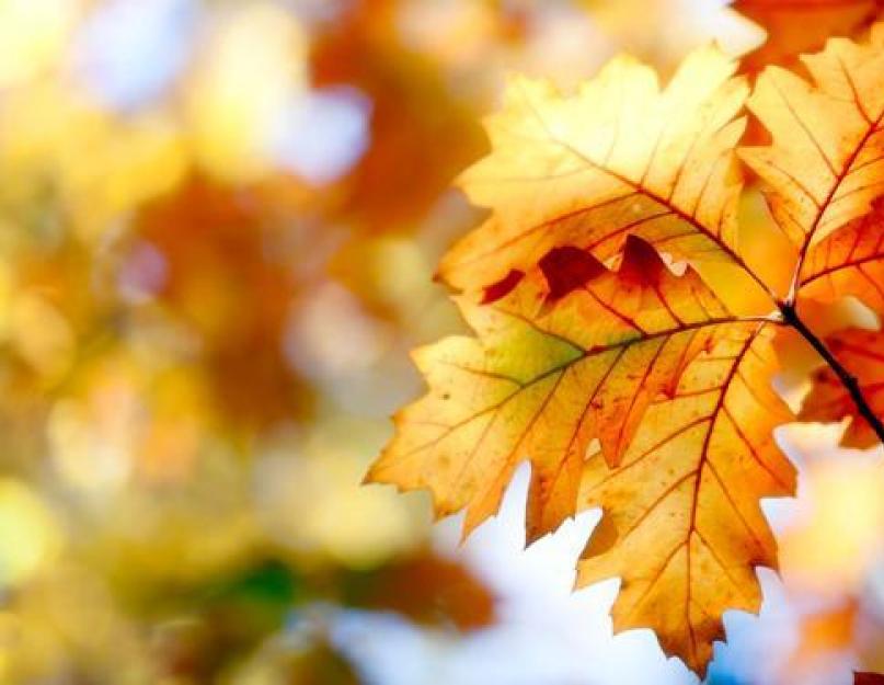 Зачем опадают листья. Проект «Почему опадают листья с деревьев осенью? Осень — капризная золотая красавица
