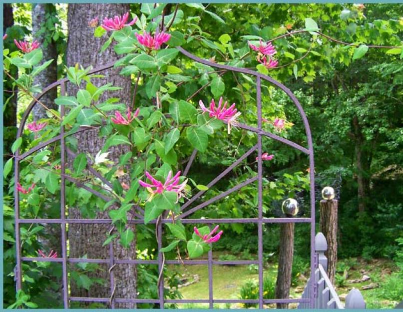 Список вьющихся растений для дачи: фото подборка и описание. Вьющиеся цветы для сада (44 фото): особенности вертикального озеленения